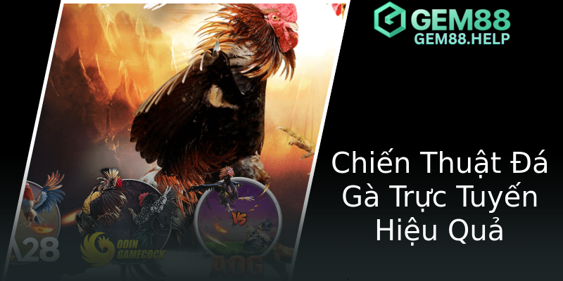 Chiến Thuật Đá Gà Trực Tuyến Hiệu Quả