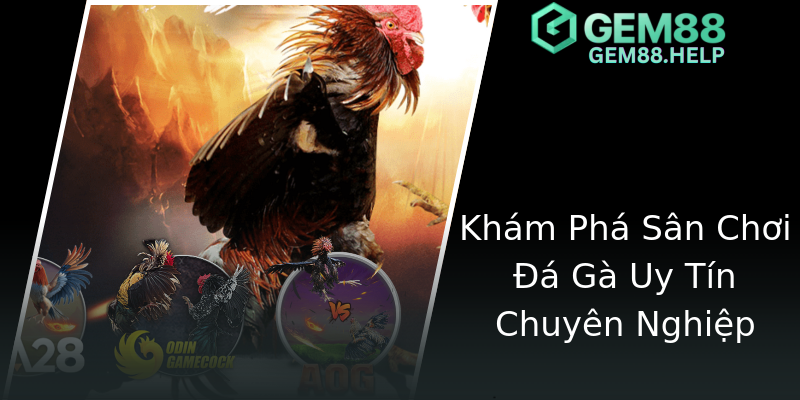 Khám Phá Sân Chơi Đá Gà Uy Tín Chuyên Nghiệp Khám Phá Sân Chơi Đá Gà Uy Tín Chuyên Nghiệp