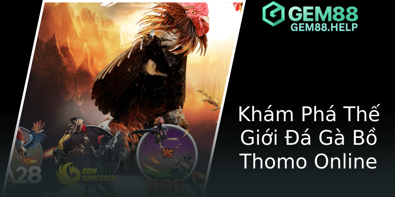 Khám Phá Thế Giới Đá Gà Bồ Thomo Online Khám Phá Thế Giới Đá Gà Bồ Thomo Online