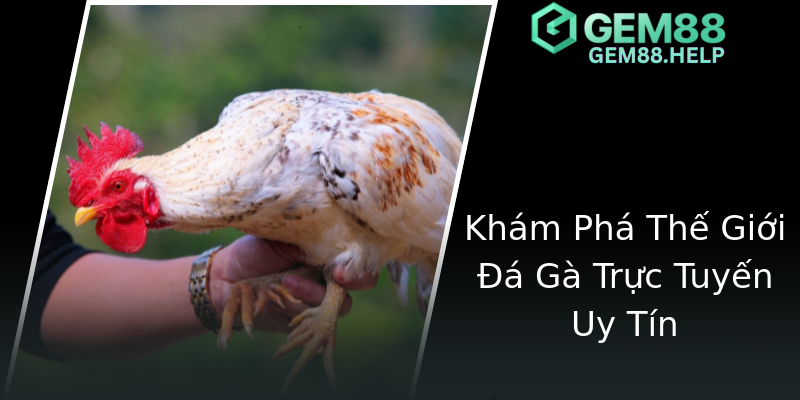 Khám Phá Thế Giới Đá Gà Trực Tuyến Uy Tín Khám Phá Thế Giới Đá Gà Trực Tuyến Uy Tín