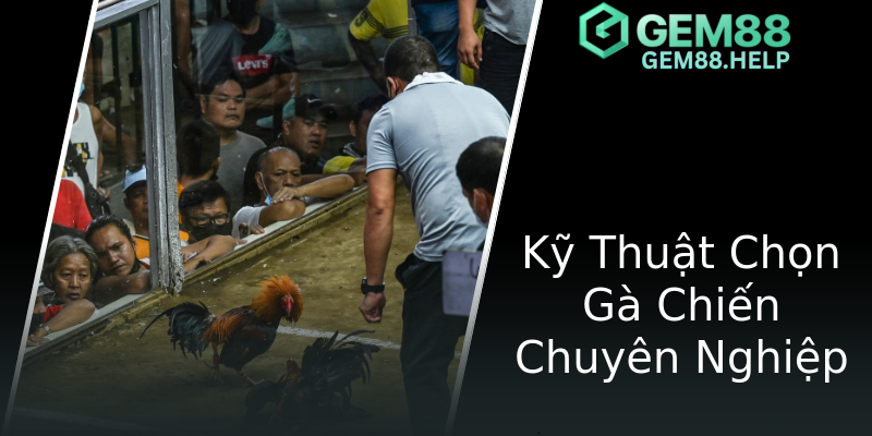 Kỹ Thuật Chọn Gà Chiến Chuyên Nghiệp