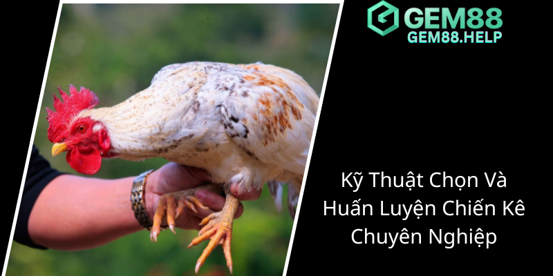 Đá Gà Philippines - Trải Nghiệm Đấu Trường Trực Tuyến Đẳng Cấp Cùng GEM88 1 Ky Thuat Chon Va Huan Luyen Chien Ke Chuyen Nghiep5 1