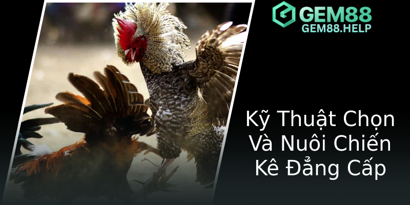 Kỹ Thuật Chọn Và Nuôi Chiến Kê Đẳng Cấp Kỹ Thuật Chọn Và Nuôi Chiến Kê Đẳng Cấp