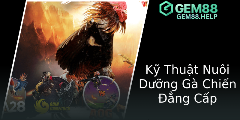 Kỹ Thuật Nuôi Dưỡng Gà Chiến Đẳng Cấp Kỹ Thuật Nuôi Dưỡng Gà Chiến Đẳng Cấp