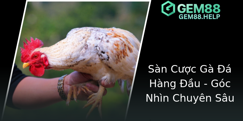 Sàn Cược Gà Đá Hàng Đầu - Góc Nhìn Chuyên Sâu Sàn Cược Gà Đá Hàng Đầu - Góc Nhìn Chuyên Sâu